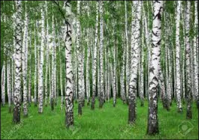 Après un incendie de forêt, le bouleau est le premier arbre qui repousse