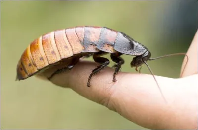 Il ne faut surtout pas écraser un cafard