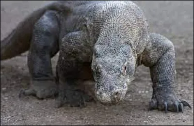 L'animal nommé "le dragon de Komodo" ou "varan de Komodo", espèce endémique d'Indonésie, peut avaler une chèvre entière en une bouchée