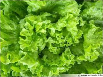 Le mot "laitue", qui désigne la variété de salade bien connue, provient du « lait » qui sécoule des tiges de la plante quand on les brise ou coupe