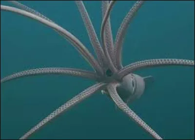 Le calmar géant a des yeux gigantesques, qui font 30 cm de diamètre