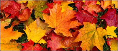 Tu voudrais que ton nom commence par :