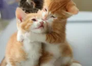 Test Quel chaton serais-tu ?