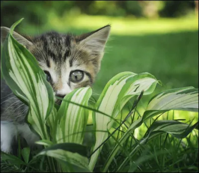 Tes fr&egrave;res et s�urs s'entrainent &agrave; la chasse, que fais-tu ?