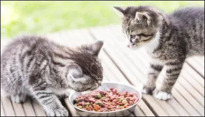 C'est l'heure de manger, que fais-tu ?