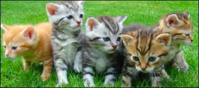 Avec qui serais-tu ami ?