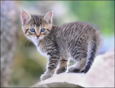 Quel serait ton pire d&eacute;faut ?