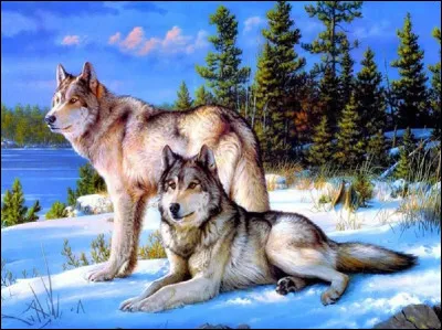 Préfères-tu les chiens ou les loups ?