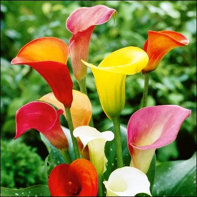 Quelle est cette fleur, représentant le désir ardent, qui possède 25 espèces réparties sur le pourtour méditerranéen ?