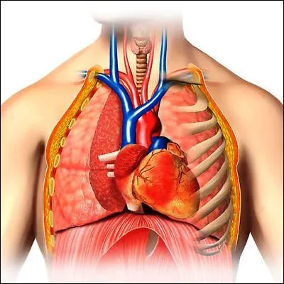 Quel est le nom de la cloison musculo-aponévrotique qui sépare labdomen du thorax ?