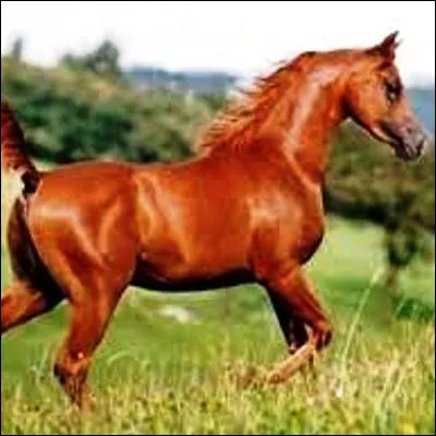 Chez le cheval, comment appelle-t-on une robe caractérisée par un pelage roux ou brun et des crins de même couleur ou de couleur plus claire ?