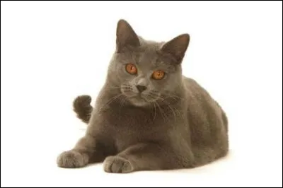 Et la race de ce majestueux chat gris, quelle est-elle ?