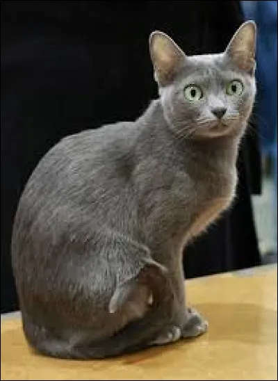 Et cet autre félin gris, quelle est sa race ?