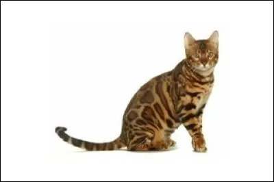 Et ce fauve, quelle est sa race ?