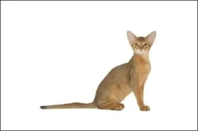 Quelle est la race de celui-ci ?