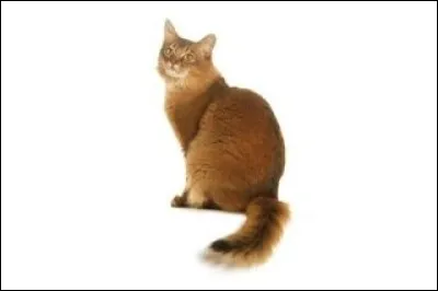 Et cet autre chat, quelle est sa race ?