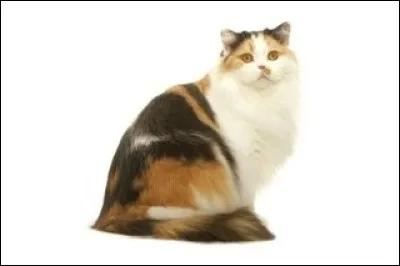 Et ce grand chat, quelle pourrait être sa race ?