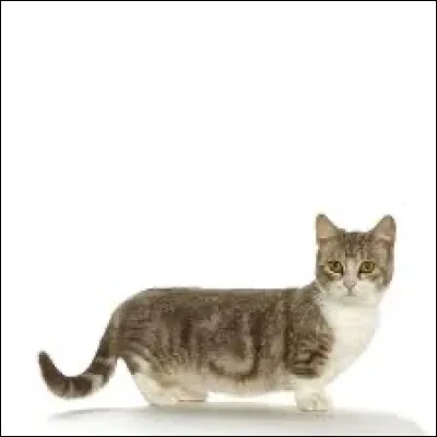 La race de ce chat aux courtes pattes pourrait être