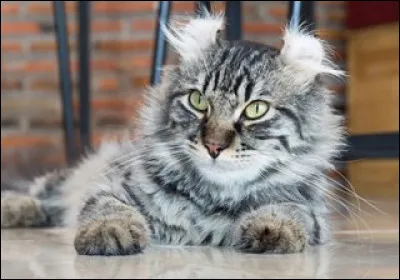 Et ce chat au oreilles qui sortent de la normale ?