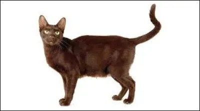 Et ce chat au pelage chocolat, quelle est sa race ?