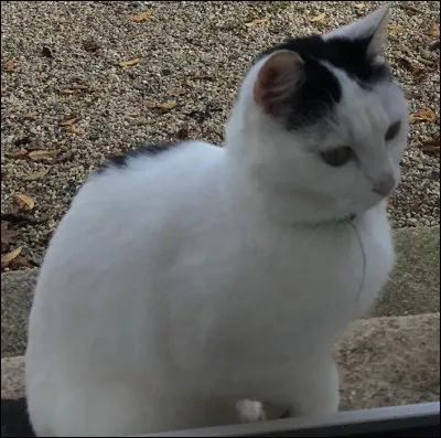 Et ce petit chat, de quelle race est-il ?