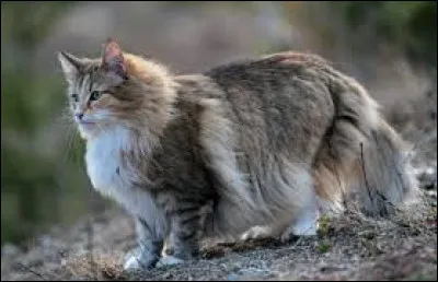 Et ce gros chat, de quelle race est-il ?