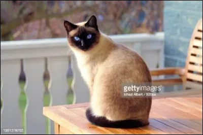 Enfin, ce chat assez connu, de quelle race est-il ?
