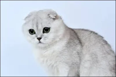 Et celle-là, de quelle race est-il ?