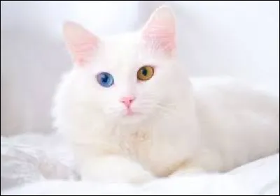 Et quelle est cette race là ?