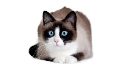 Et ce petit félin, quelle est sa race ?