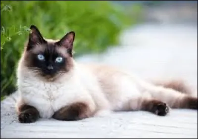 Et ce beau fauve, comment se nomme sa race ?