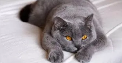 Ce gros chat, quelle est sa race ?