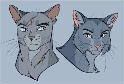 Qui est le chat de gauche ?