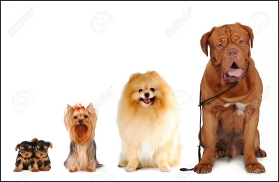 De quelle taille pourrait être votre chien ?