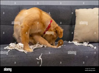 Admettons que, lorsque vous rentrez du travail, votre chien vous a cassé le canapé neuf coûtant 2300 . Que faites-vous ?