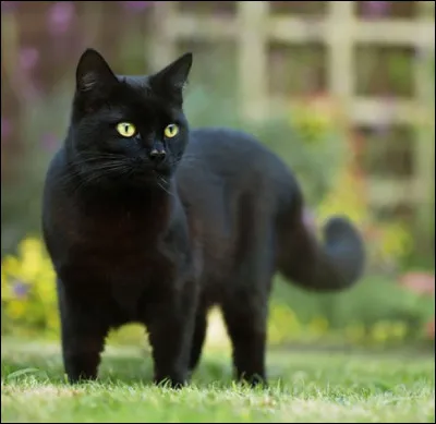 Tu vois un chat noir dans la rue, quelle est ta réaction ?