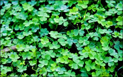 Oh, un champ de trèfles ! Que fais-tu ?