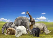 Test Quel animal te correspond ?
