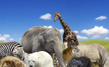 Quiz Animaux