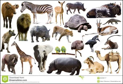 Quels animaux préfères-tu ?