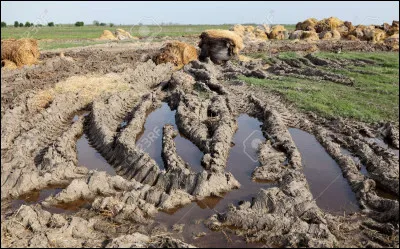 Qui est la reine des Ailes de Boue ?