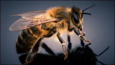 Quelles sont les couleurs de Vesperia ?