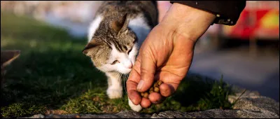 Quel est ton animal pr&eacute;f&eacute;r&eacute; ?