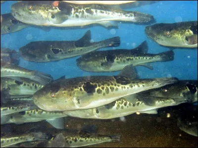 Pressé de vous retrouver en tête à tête avec votre épouse, le Japon et son célèbre "fugu" serait alors l'idéal pour le cas "Belle-Maman"... En combien de temps pourriez-vous en être débarrassée ?