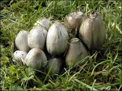 Admettons qu'elle n'aime pas l'avion, Belle-Maman... il y a assurément tout ce qu'il faut près de chez vous ! Malaises, vomissements et tachycardie garanties avec le coprin noir d'encre associé à [...Complétez !]