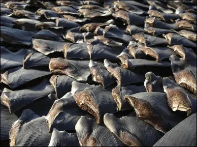Mme votre belle-mère sera très bien accueillie aussi en Islande, avec le "hakari", ce plat unique (et réservé aux touristes) de requin...