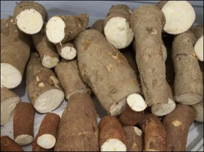 Sinon, pour les maniaques, le manioc ! Mal préparé, il est particulièrement dangereux car il contient un composé de ...