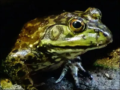 Tintin a bien été au Congo, emmenez donc mamie en Namibie : avec cette ravissante grenouille-taureau (à déguster entière, bien évidemment...), si vous n'économisez pas un billet de retour, ça fera(it) mal aux ... (Complétez !)