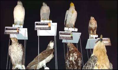 Quel rapace est appelé petit, moyen ou grand duc ?