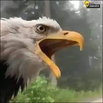 Que fait l'aigle quand il pousse son cri ?